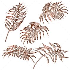 four different types of leaves on a white background