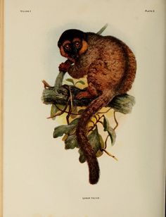 a drawing of a monkey sitting on top of a tree branch