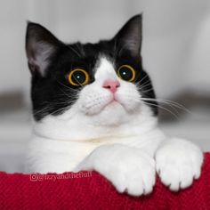 a black and white cat with yellow eyes laying on a red blanket looking at the camera