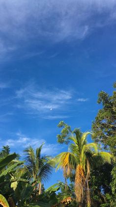 palm trees and blue sky with clouds in the background