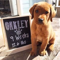 a brown dog sitting next to a sign that says oakley 1 weeks 12 16