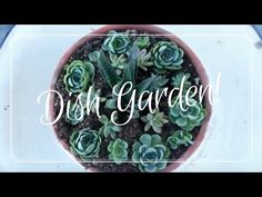 a small potted plant with succulents in it that says dish garden