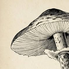 a drawing of a mushroom on a piece of paper