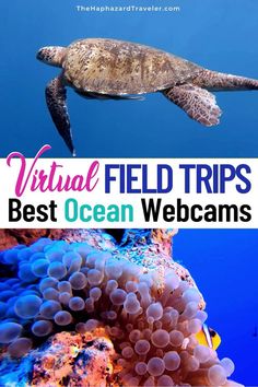 a turtle swimming in the ocean with text overlay that reads virtual field trips best ocean webcams