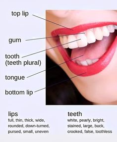 the parts of a woman's mouth and teeth labeled in their corresponding words, including gums