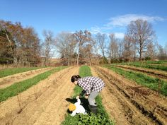 a person kneeling down in the middle of a field next to a duck and carrot patch