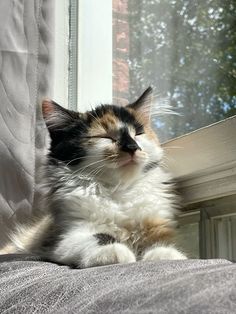 a cat that is laying down on a bed with its eyes closed and it's head resting on the window sill