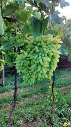 bunches of green grapes hanging from the branches of a tree in an orchard area