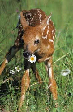 a baby deer with a flower in its mouth