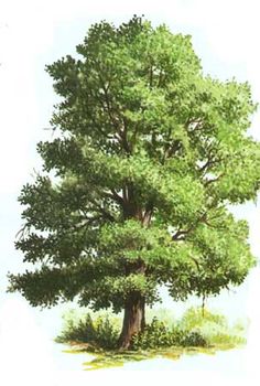 a drawing of a large tree with green leaves