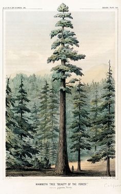 a drawing of a large tree in the middle of a forest