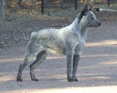 a gray dog standing on top of a dirt road