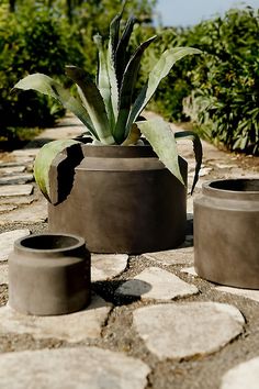 there is a potted plant on the ground next to other pots and containers that have plants in them