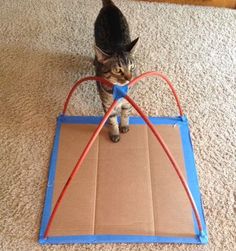 a cat standing on the floor playing with an exercise mat