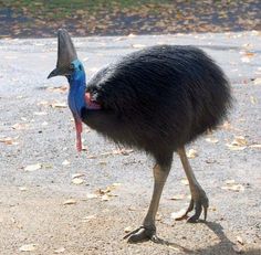 an ostrich with a blue head and long legs