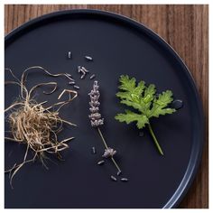 some plants are on a black plate and one is sprouting from the top