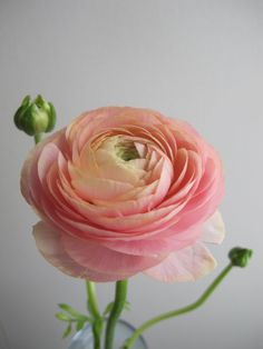 a pink flower is in a clear vase