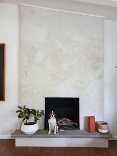 a dog is sitting in front of a fireplace with potted plants on the mantle