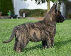 a brown dog standing on top of a lush green field