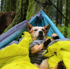 a dog laying in a hammock with his paws on the ground