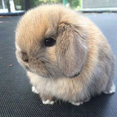 a small brown and white rabbit sitting on top of a black surface next to a window