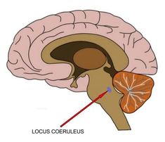 the location of the cereius in the human brain is marked by an arrow