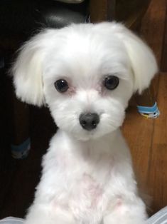 a small white dog sitting on top of a wooden floor