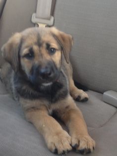 a brown dog laying on top of a car seat