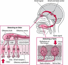 an image of the inside of a human head with different parts labeled in red and white