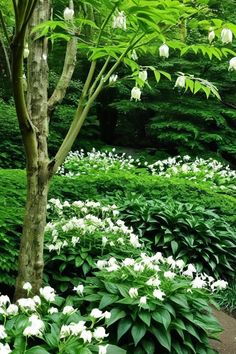 white flowers are blooming on the ground near trees and shrubs in a park setting