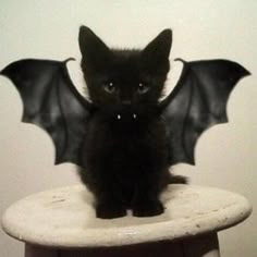 a small black kitten sitting on top of a white table next to a bat shaped object