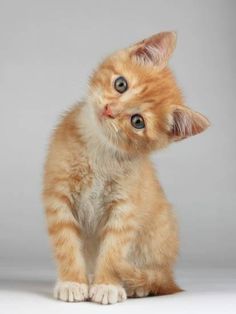 a small orange kitten sitting on top of a white floor