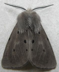 a large gray moth with black spots on it's wings and tail, sitting on a white surface