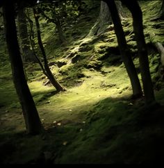 the sun is shining through the trees on this mossy hill, which has fallen down