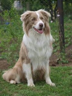 a brown and white dog sitting in the grass