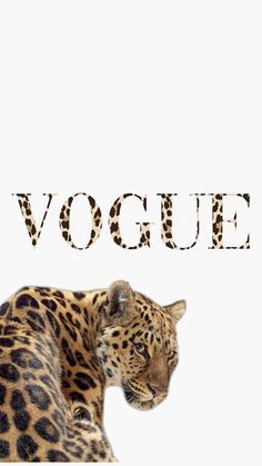 a leopard laying down with the word voque in front of it