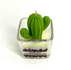 a small green plant in a clear glass container on a white surface with an advertise for cacti