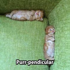 two kittens are sleeping on the back of a green couch with caption that reads purr - pendicular