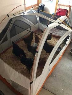 an open tent with chickens in it