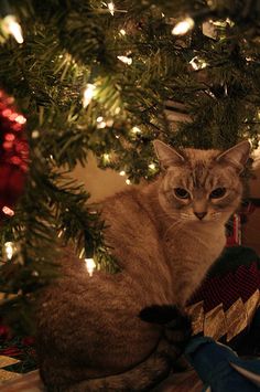 a cat is sitting under the christmas tree