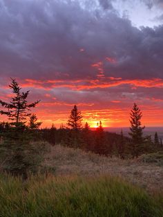 the sun is setting over some trees and grass