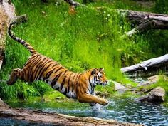 a tiger is jumping into the water