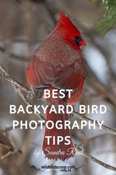 a red bird sitting on top of a tree branch with the words best backyard bird photography tips