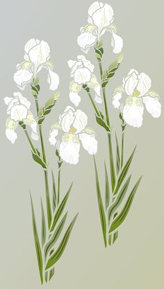 three white flowers with green stems against a gray background