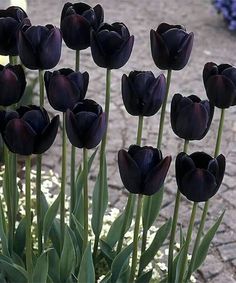 black and white tulips are growing in the ground near other flowers on display