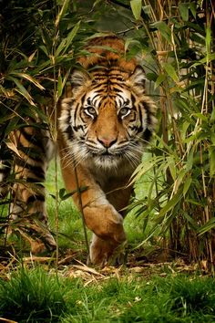 a tiger is walking through some tall grass