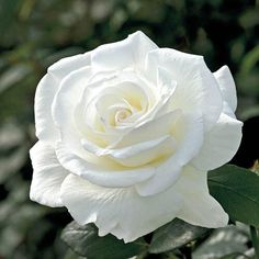 a white rose with green leaves in the background