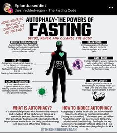 Autophagy Fasting, Benefits Of Intermittent Fasting, Fasting Diet Plan, Intermittent Fasting Diet, Breakfast Delicious, Everyday Health, Detoxify Your Body, Fasting Diet, Big Pharma