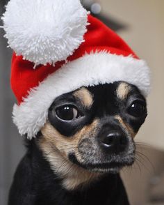 a small dog wearing a red and white santa hat