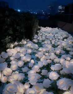 many white flowers are lit up in the dark night time garden area with city lights behind them